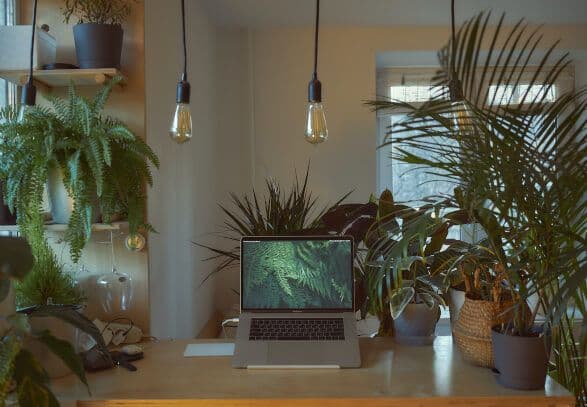 How do plants make the air in your office clean?